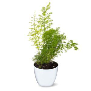 Asparagus Meyeri – Foxtail Fern – Round Pot (1)-min