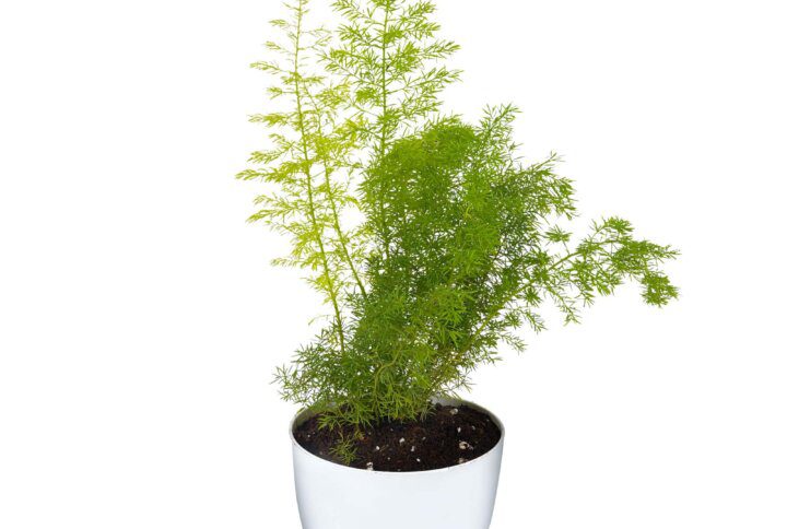 Asparagus Meyeri Foxtail Fern Round Pot 1 min