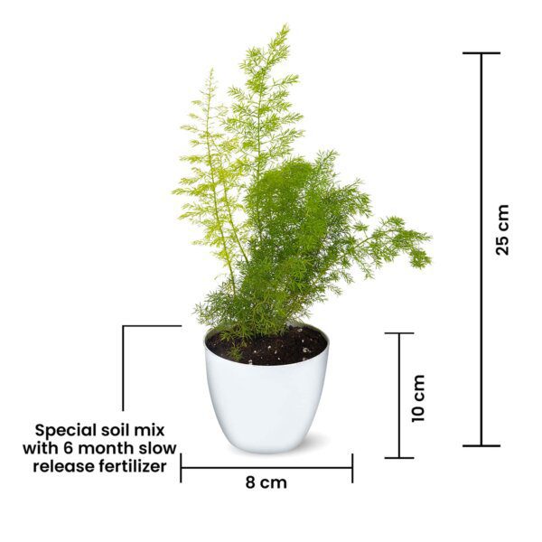 Asparagus Meyeri – Foxtail Fern – Round Pot (3)-min