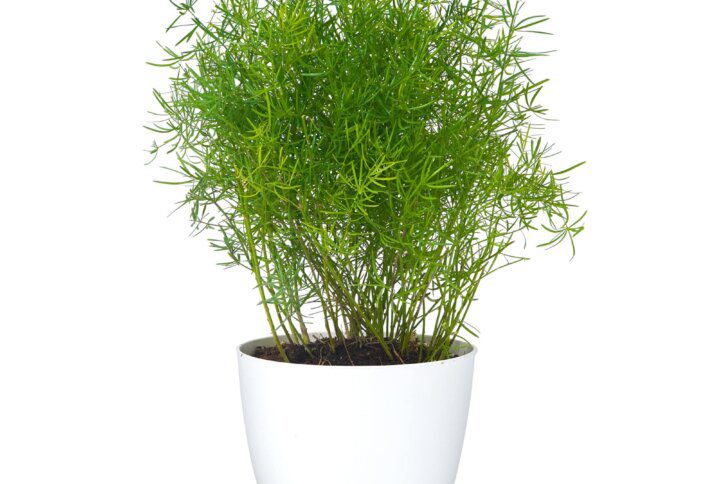 Asparagus Aprengeri Plant