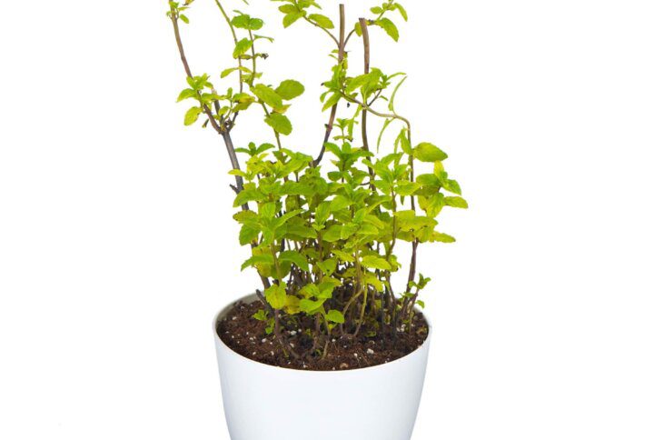 Mint Pudhina Herb Plant 1 min 1