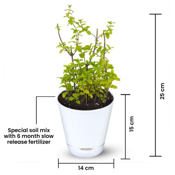 Mint – Pudhina Herb Plant (3)-min