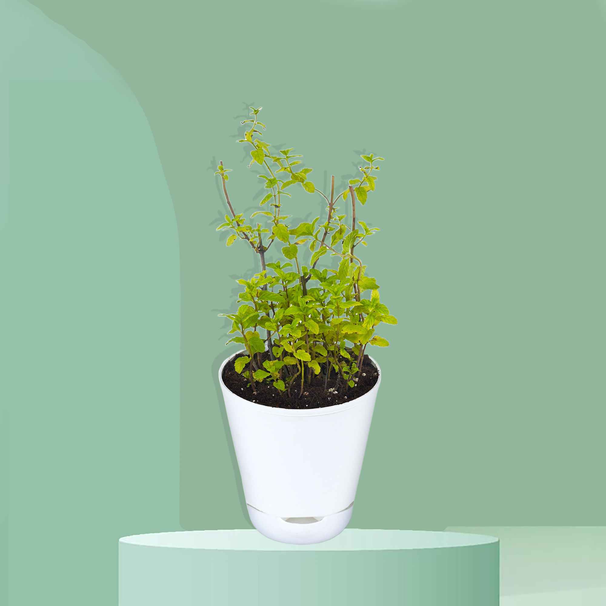 Mint – Pudhina Herb Plant_11zon (1)