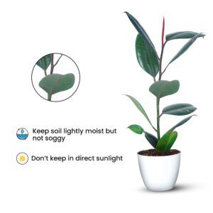 Rubber Plant – Ficus Elastica (2)-min