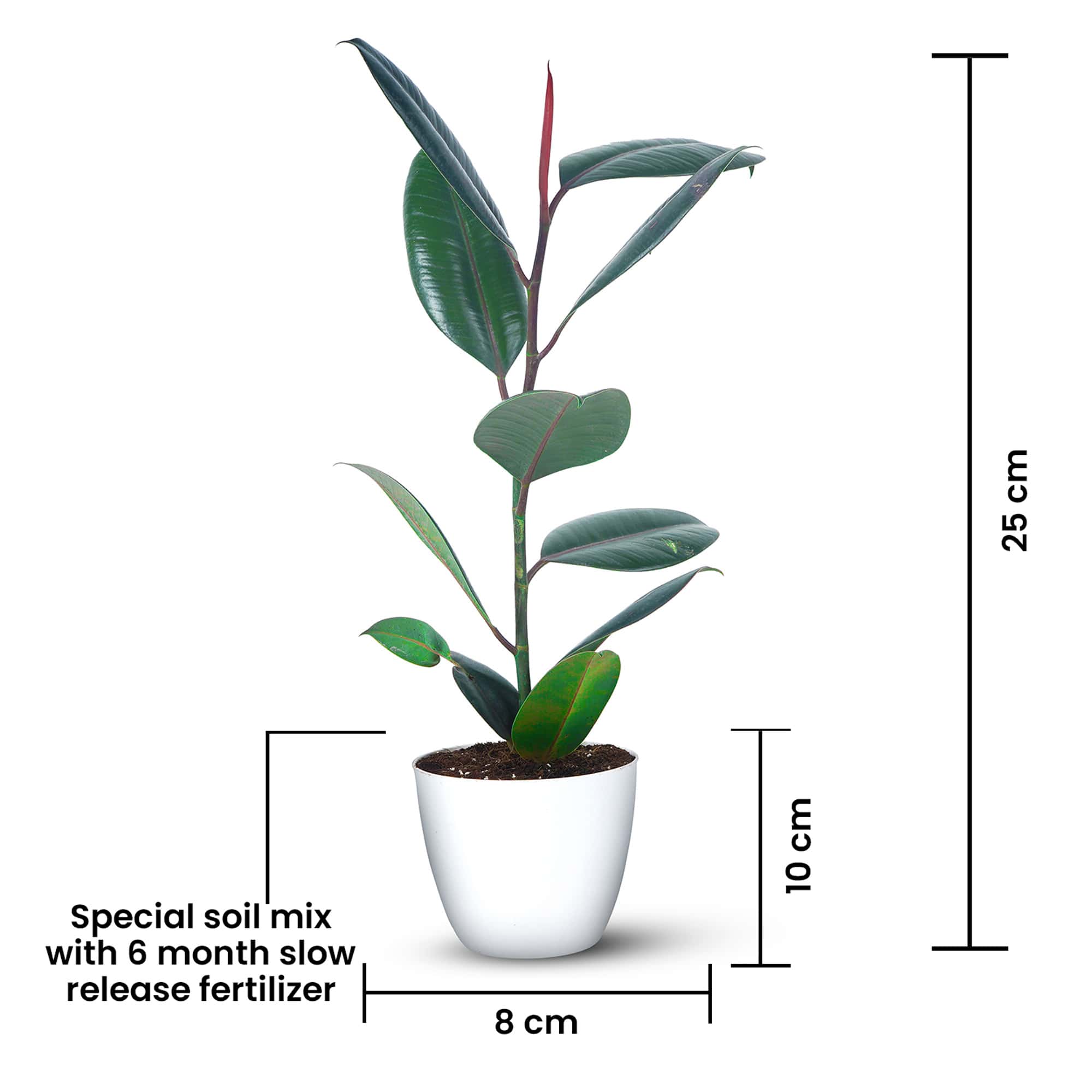 Rubber Plant – Ficus Elastica (3)-min
