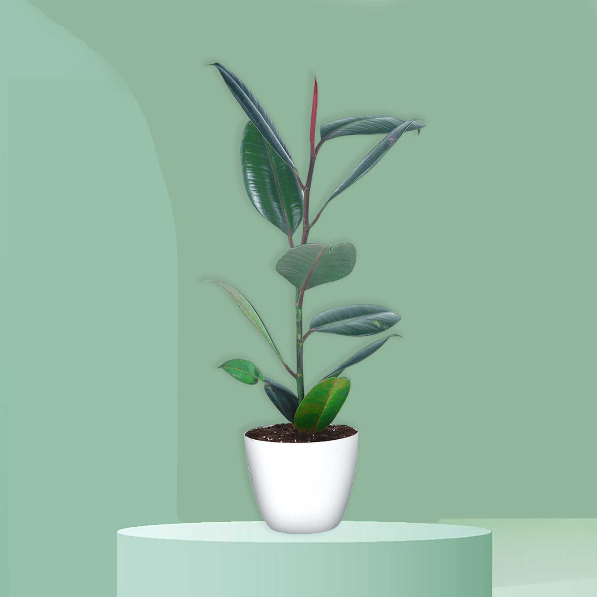 Rubber Plant – Ficus Elastica_11zon (1)