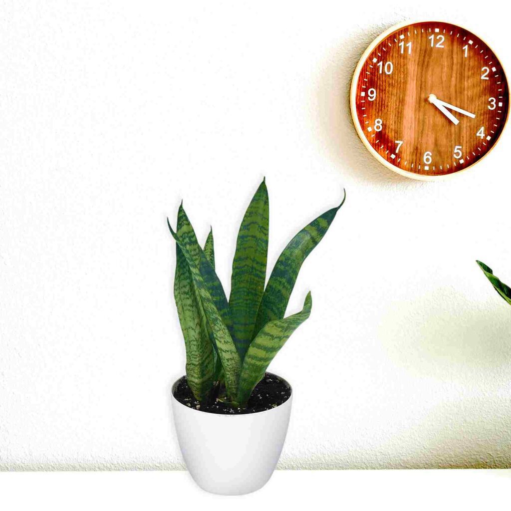 Snake Plant Green Sensevieria 11zon