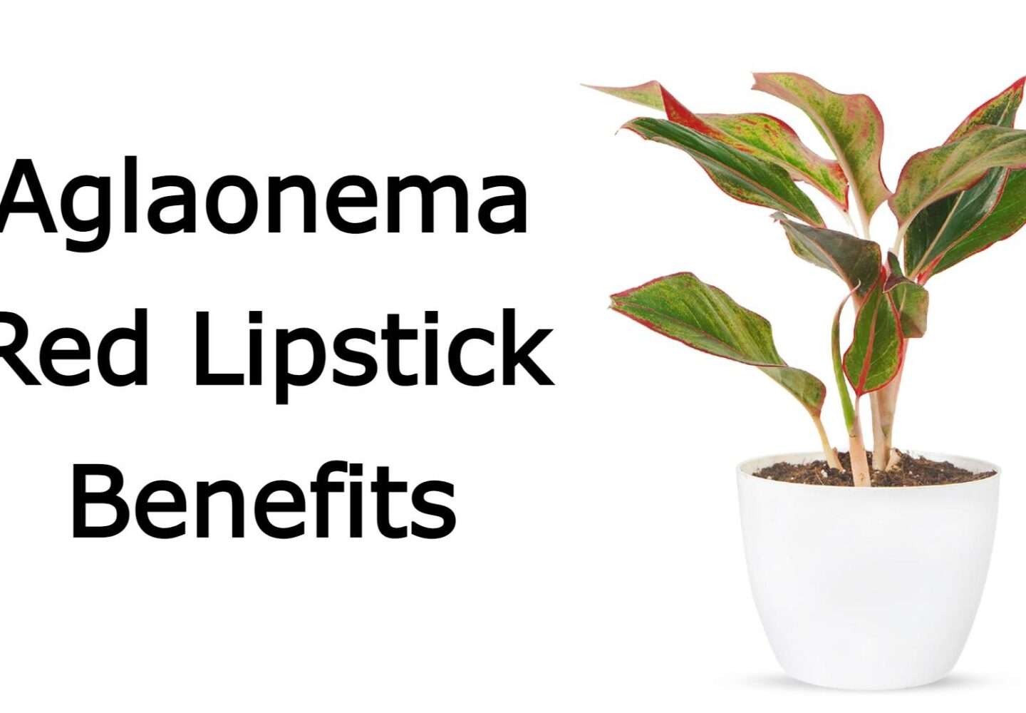 Aglaonema Red Lipstick Benefits