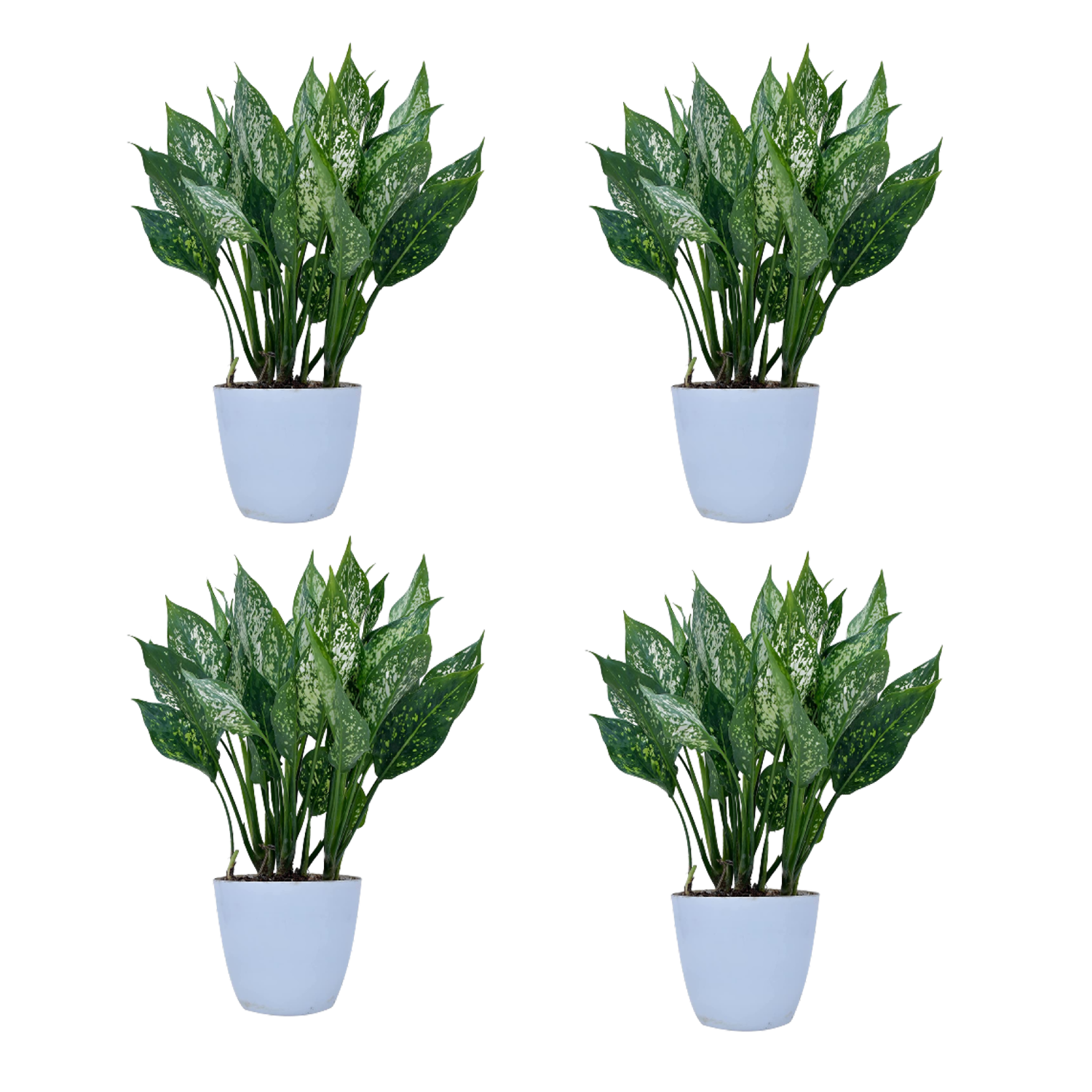 Aglaonema Snow White with White Round Pot Pack Of 4
