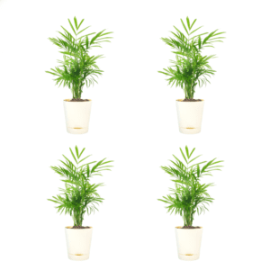 Areca Palm Plant with Self Watering Pot Pack Of 4