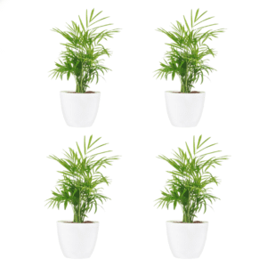Areca Palm With Pot Pack Of 4