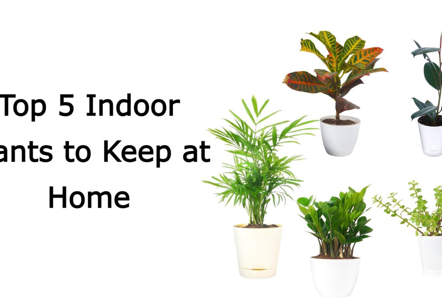 Best Indoor Plants In India