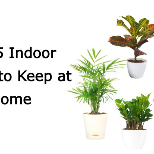 Top 5 Indoor Plants to Keep at Home