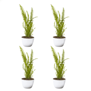 Boston Ferns Indoor Live Plant With Pot Pack of 4
