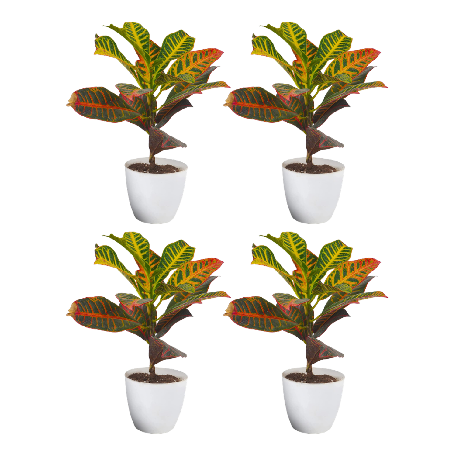 Croton Pack of 4