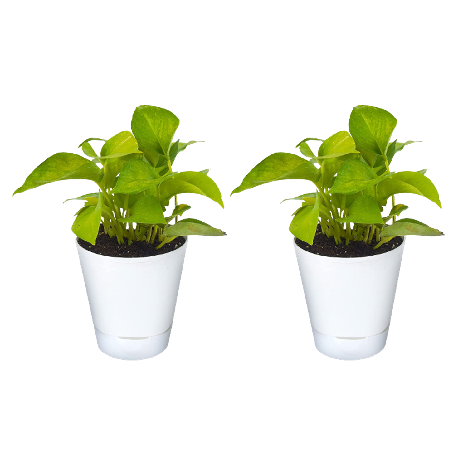Golden Money Plant with Self Watering Flower Pot Pack Of 2