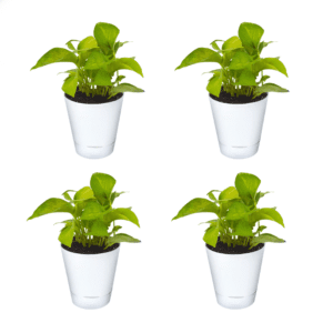 Golden Money Plant with Self Watering Flower Pot Pack Of 4