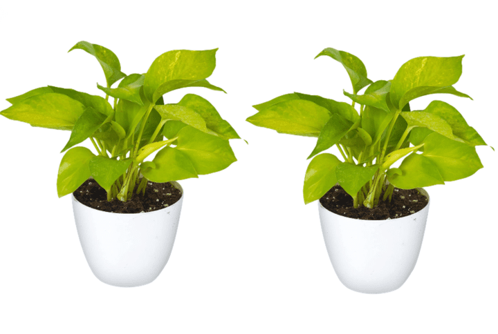 Golden Money Plant with White Round Pot Pack Of 2