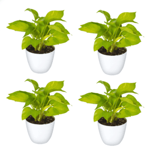 Golden Money Plant with White Round Pot Pack Of 4