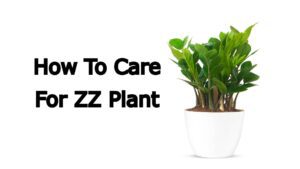 How To Care For ZZ Plant