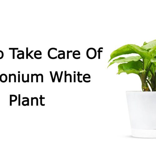 How To Take Care Of Syngonium White Plant