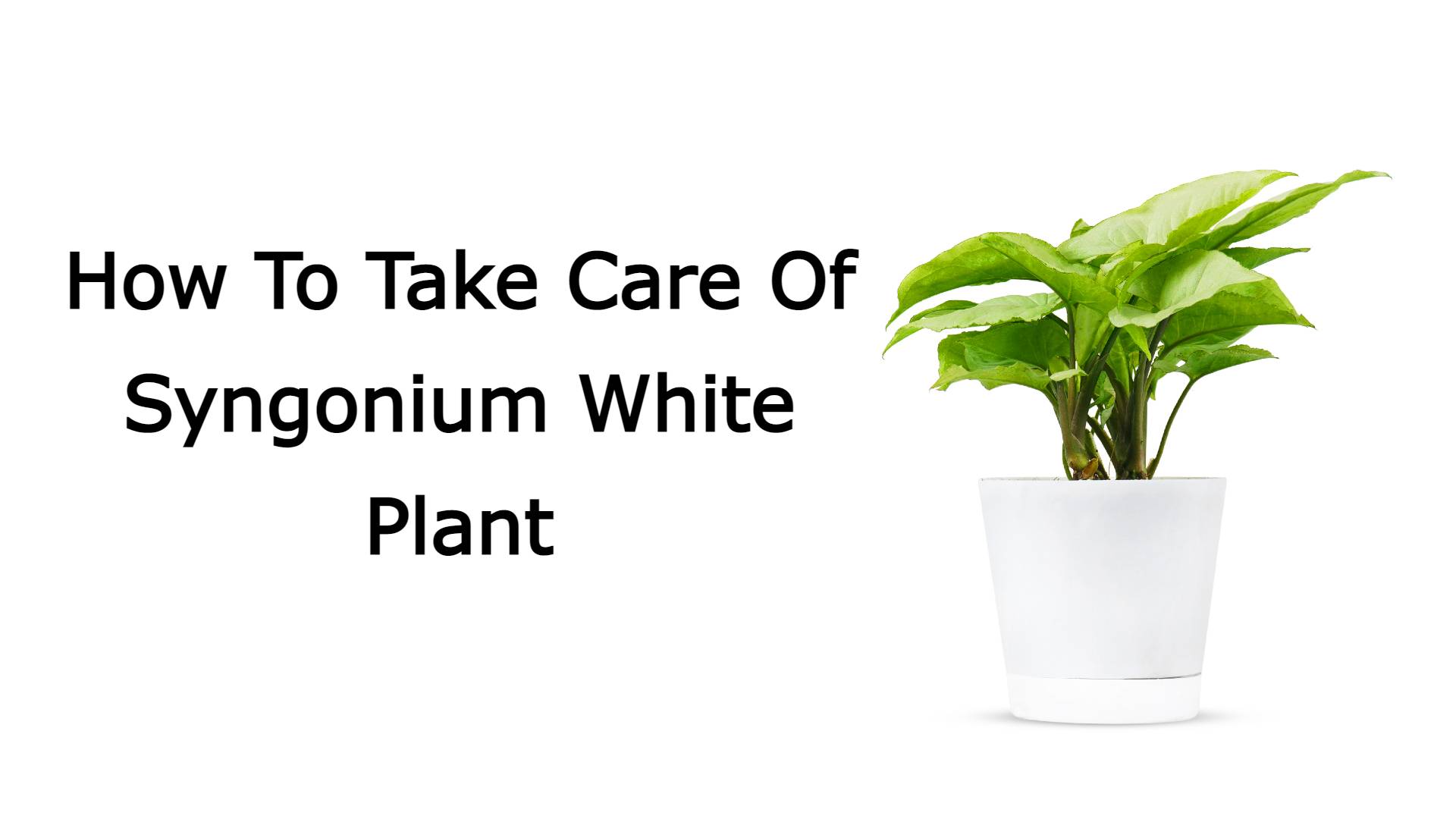 How To Take Care Of Syngonium White Plant