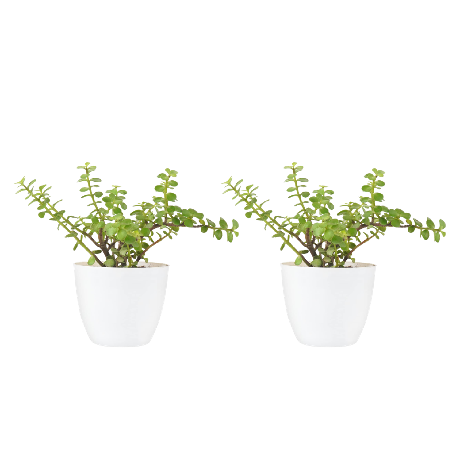 Jade Plant With Pot Pack Of 2