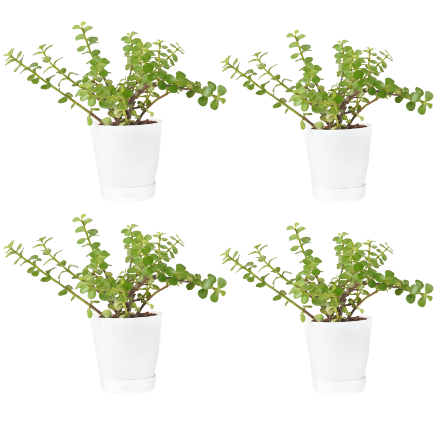 Jade Plant With Self Watering Pot Pack Of 4