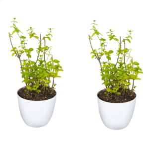 Mint Plant Pack Of 2