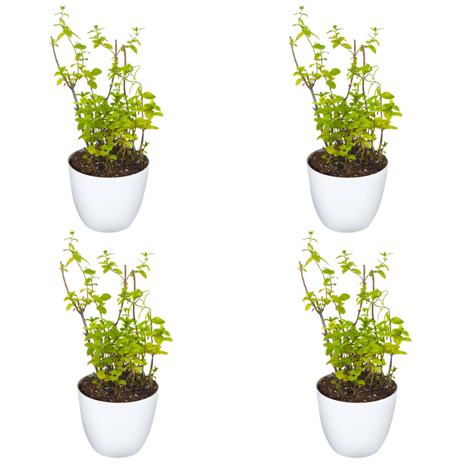 Mint Plant Pack Of 4