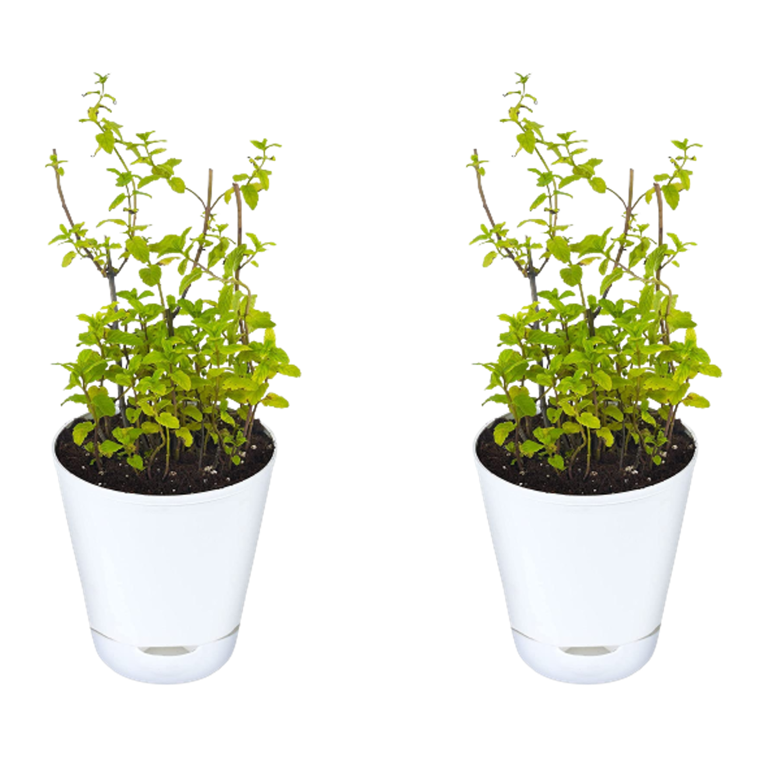 Mint Plant with self watering pot Pack Of 2