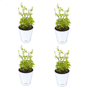 Mint Plant with self watering pot Pack Of 4