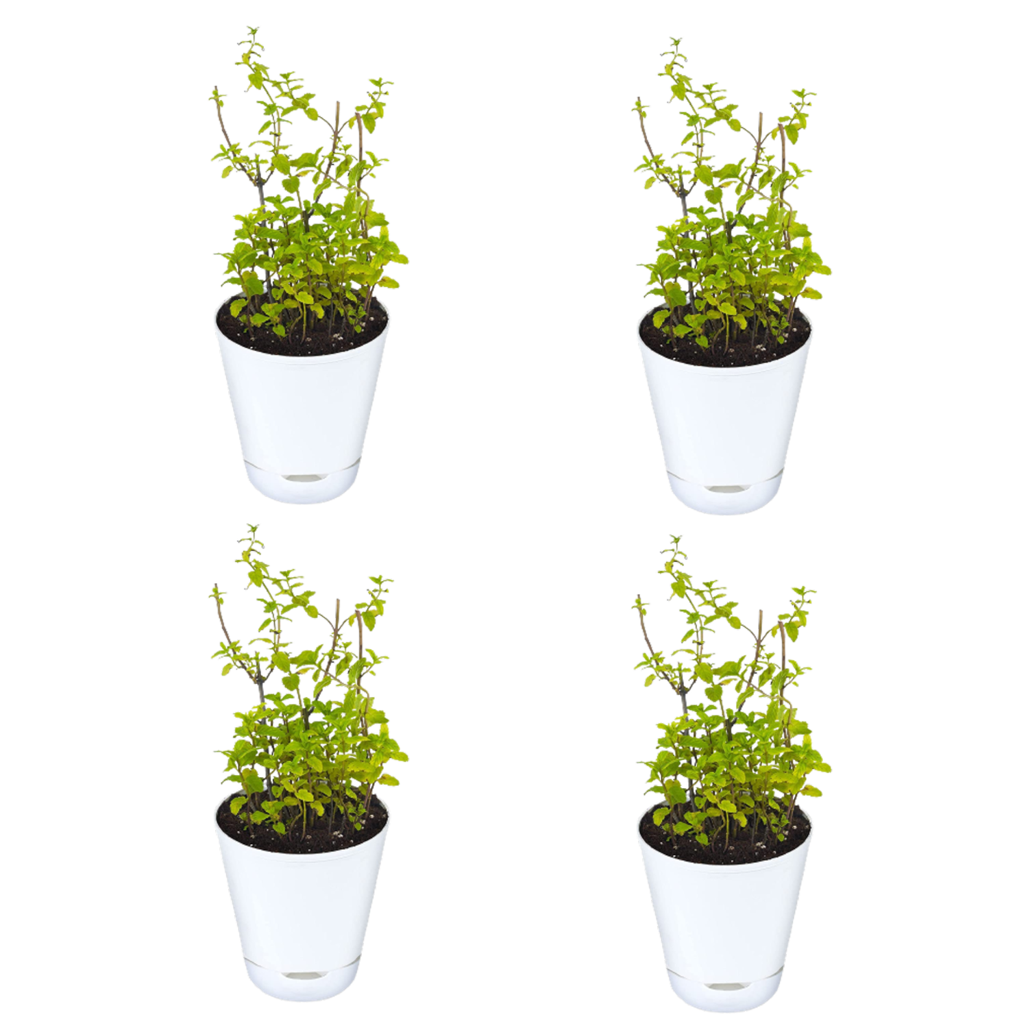 Mint Plant with self watering pot Pack Of 4