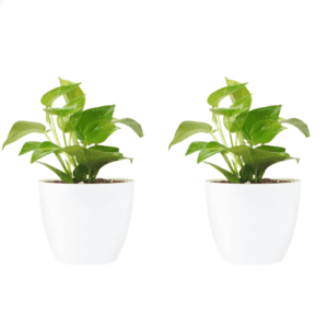 Money Plant with Pot Pack Of 2