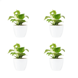 Money Plant with Pot Pack Of 4