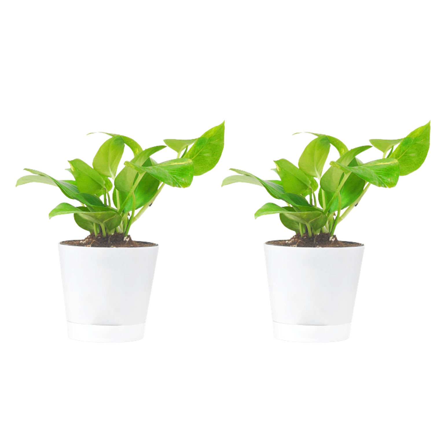 Money Plant with Self Watering Pot Pack Of 2 1