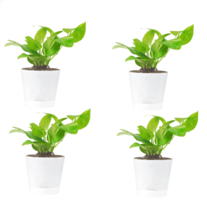 Money Plant with Self Watering Pot Pack Of 4