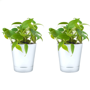 Philodendron Oxycardium Green Plant with Self Watering Pot Pack Of 2