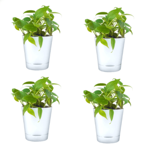Philodendron Oxycardium Green Plant with Self Watering Pot Pack Of 4