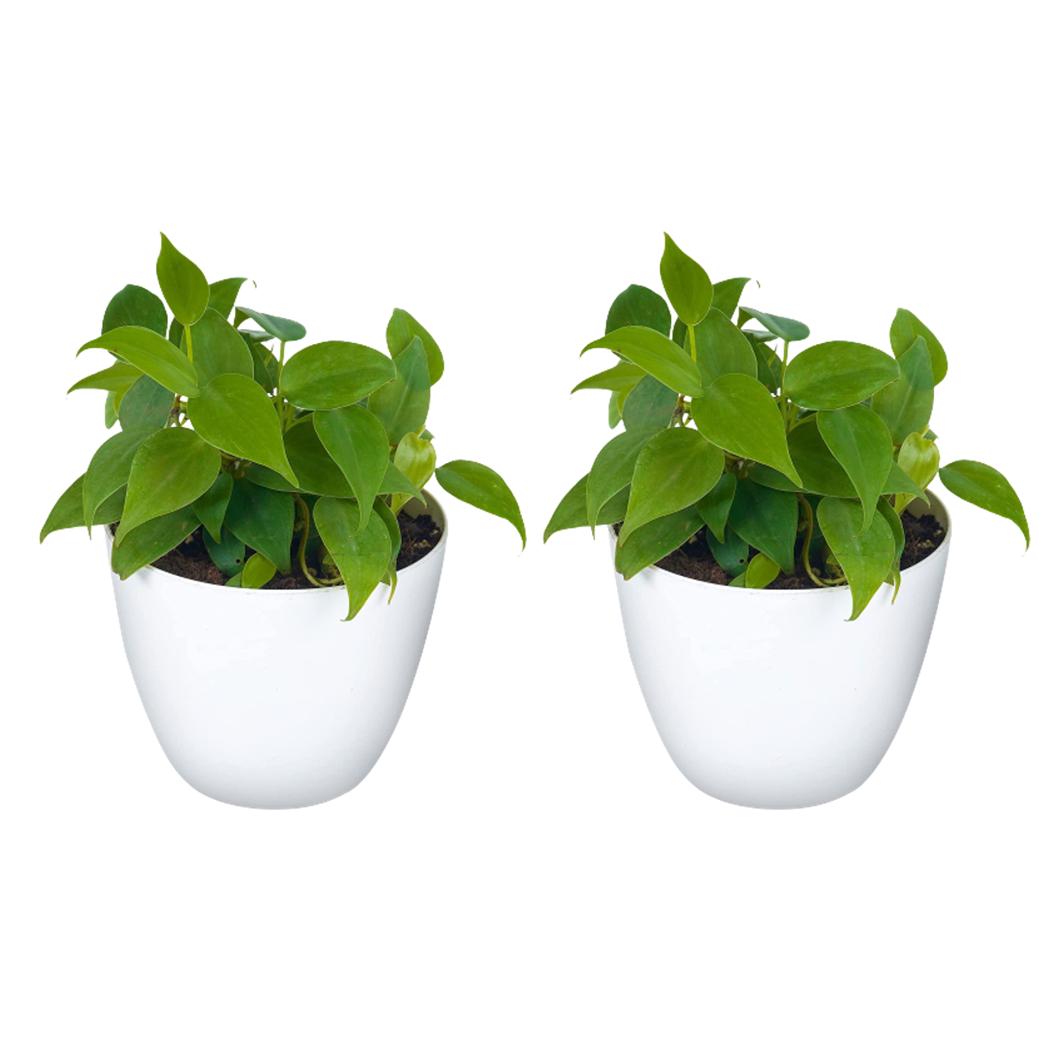 Philodendron Oxycardium Green Plant with White Round Pot Pack Of 2