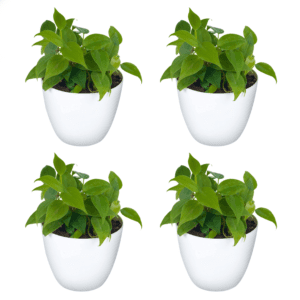 Philodendron Oxycardium Green Plant with White Round Pot Pack Of 4