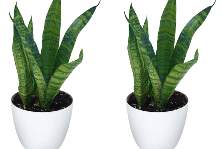 Sansevieria Live Plant With White Round Pot Pack Of 2