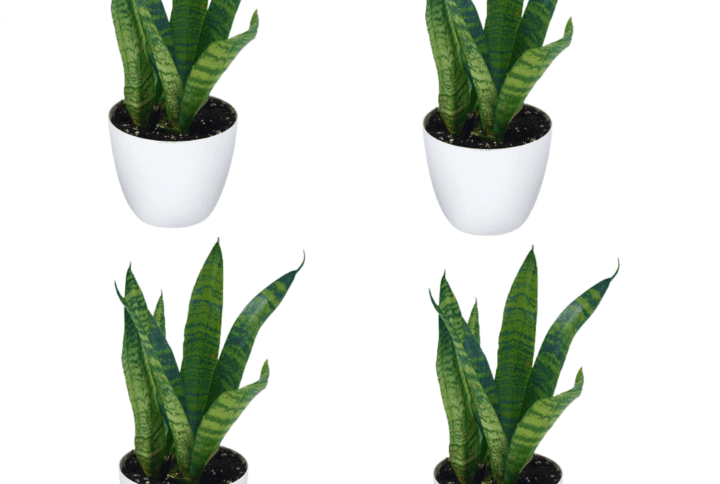 Sansevieria Live Plant With White Round Pot Pack Of 4