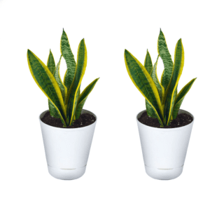 Sansevieria Plant With Self Watering Pot Pack Of 2