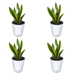 Sansevieria Plant With Self Watering Pot Pack Of 4