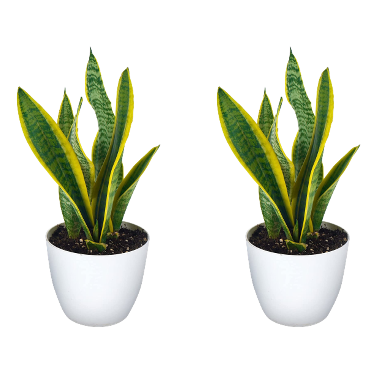 Snake Plant Variegated Air Purifier Sansevieria Plant With White Round Pot Pack Of 2