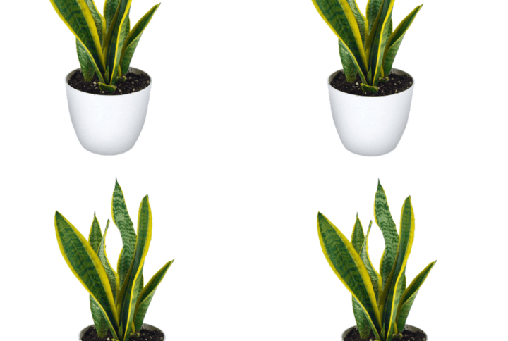 Snake Plant Variegated Air Purifier Sansevieria Plant With White Round Pot Pack Of 4