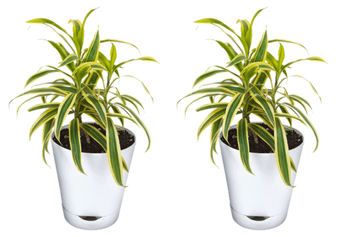 Song Of India Plant With Self Watering Pot Pack Of 2