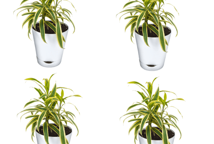 Song Of India Plant With Self Watering Pot Pack Of 4