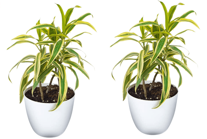 Song Of India Plant With White Round Pot Pack Of 2